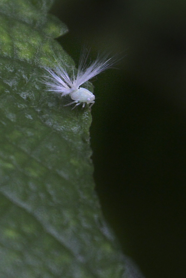 广翅蜡蝉幼虫图片图片