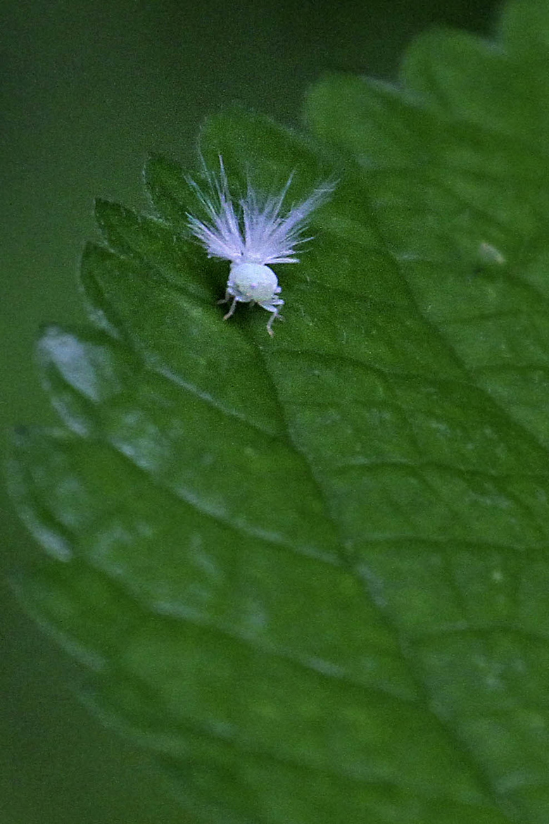 广翅蜡蝉幼虫图片