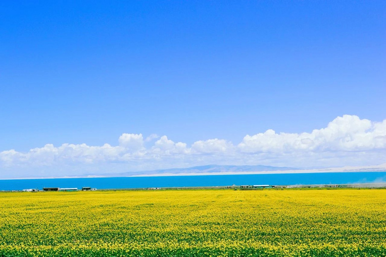 7月的青海湖,一半花海,一半美女