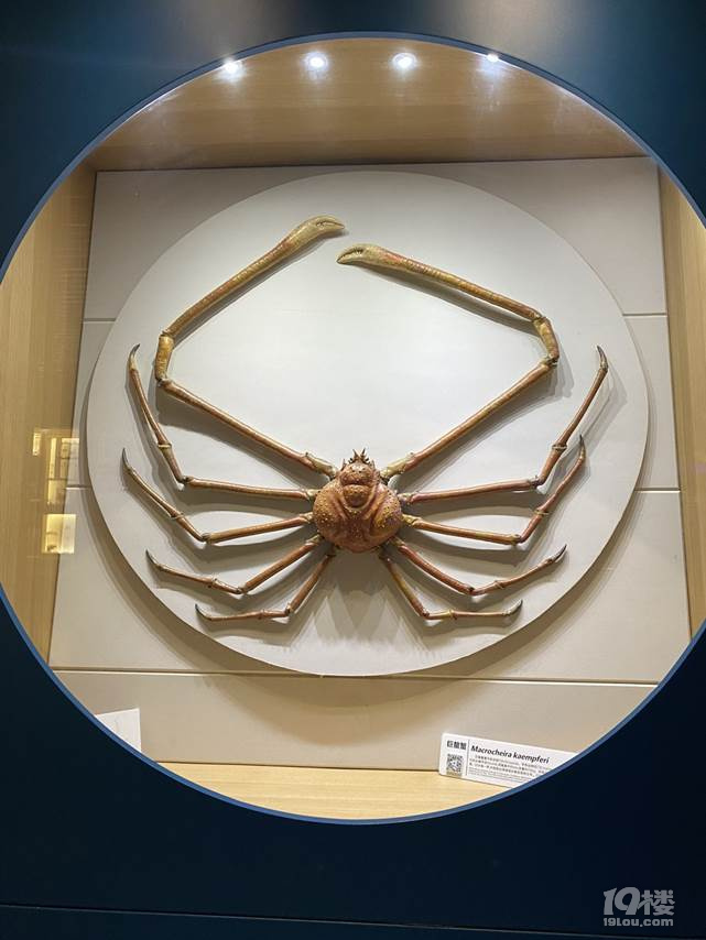 在青島吹海風(fēng) 送給父親的禮物