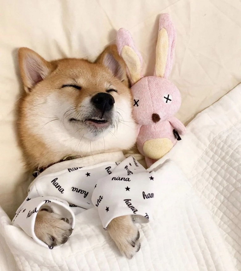 主人晒出狗狗睡觉的照片,全网的人直呼:太治愈啦!