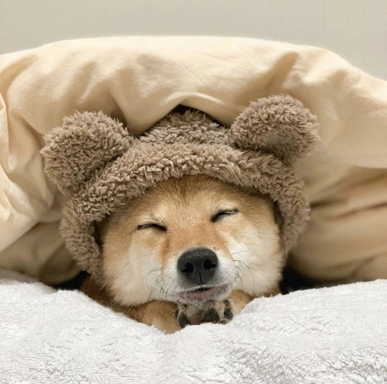 主人晒出狗狗睡觉的照片,全网的人直呼:太治愈啦!