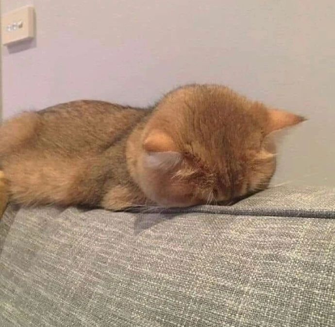 丧丧惹人爱!小猫咪为什么连生气都这么可爱啊!