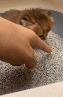 网友教小奶猫上厕所埋屎,结果…这画风咋不太对?