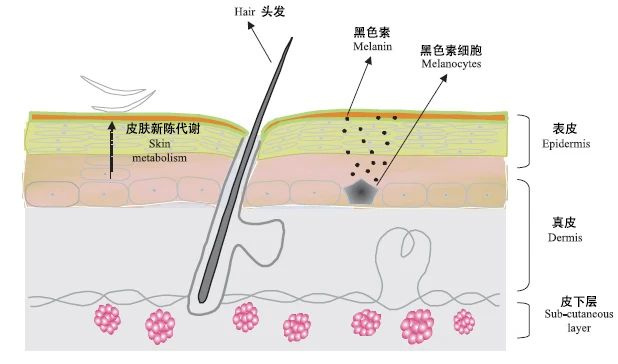 美白，我还有机会吗？