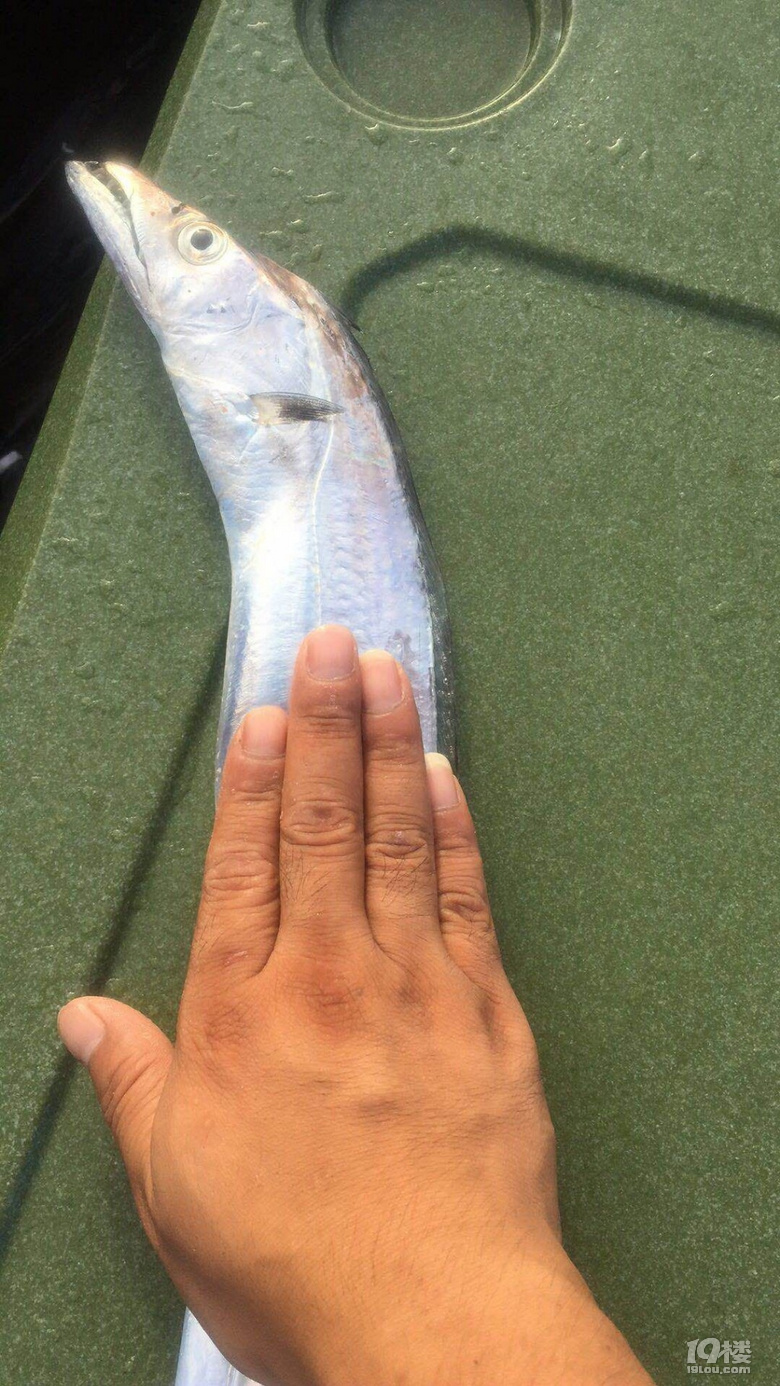 8月1 2日渔山钓带鱼