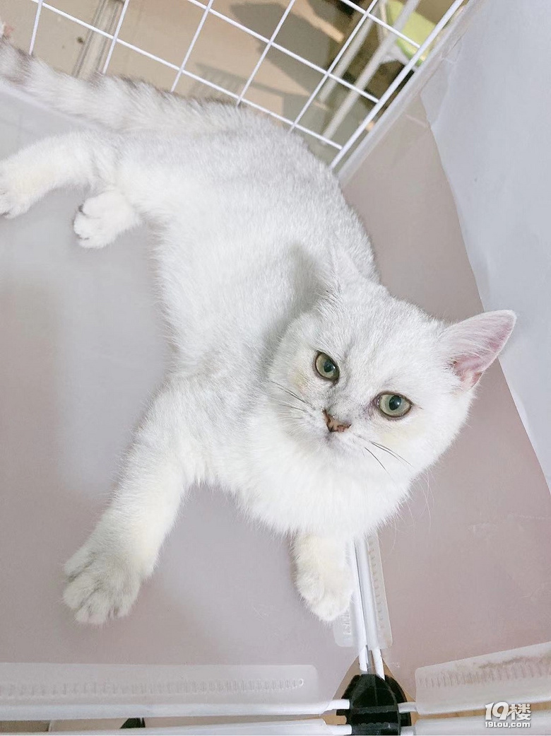 有几百元的银渐层,蓝猫出售吗