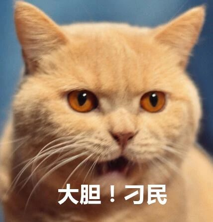 "救命啊!朕的猫腿又开始造反了!