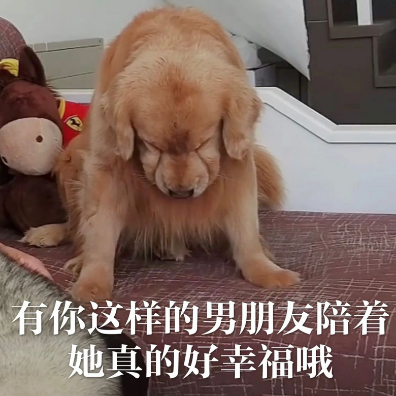 每只爱装可怜的狗，都是十足的“绿茶婊”……（内含精致表情包）