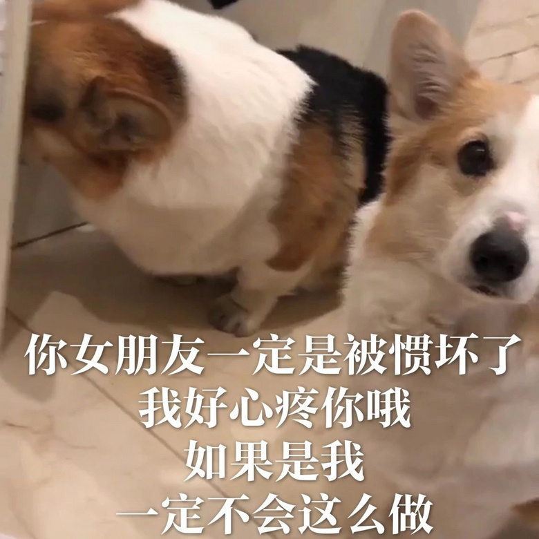 每只爱装可怜的狗，都是十足的“绿茶婊”……（内含精致表情包）