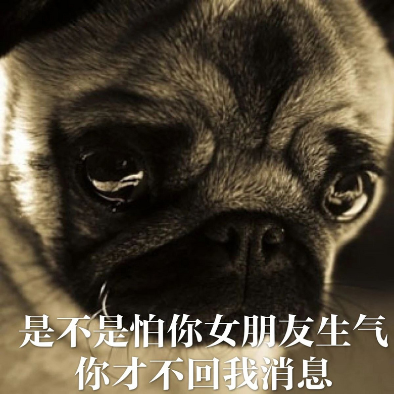 每只爱装可怜的狗，都是十足的“绿茶婊”……（内含精致表情包）