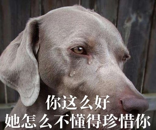 每只爱装可怜的狗，都是十足的“绿茶婊”……（内含精致表情包）