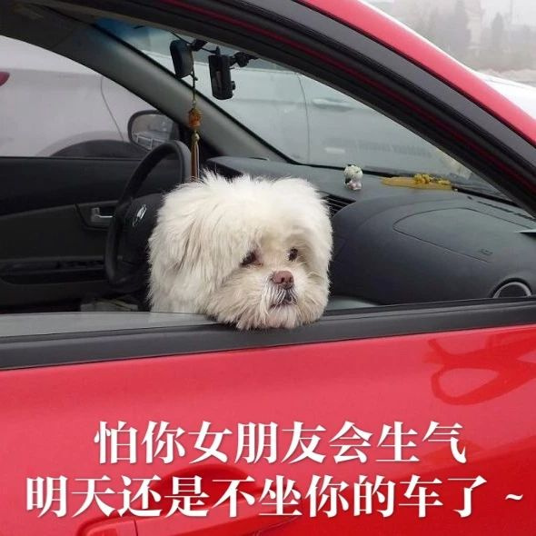 每只爱装可怜的狗，都是十足的“绿茶婊”……（内含精致表情包）