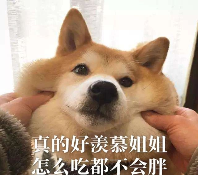 每只爱装可怜的狗，都是十足的“绿茶婊”……（内含精致表情包）