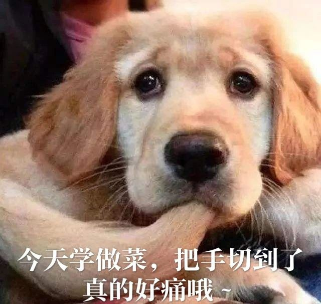 每只爱装可怜的狗，都是十足的“绿茶婊”……（内含精致表情包）