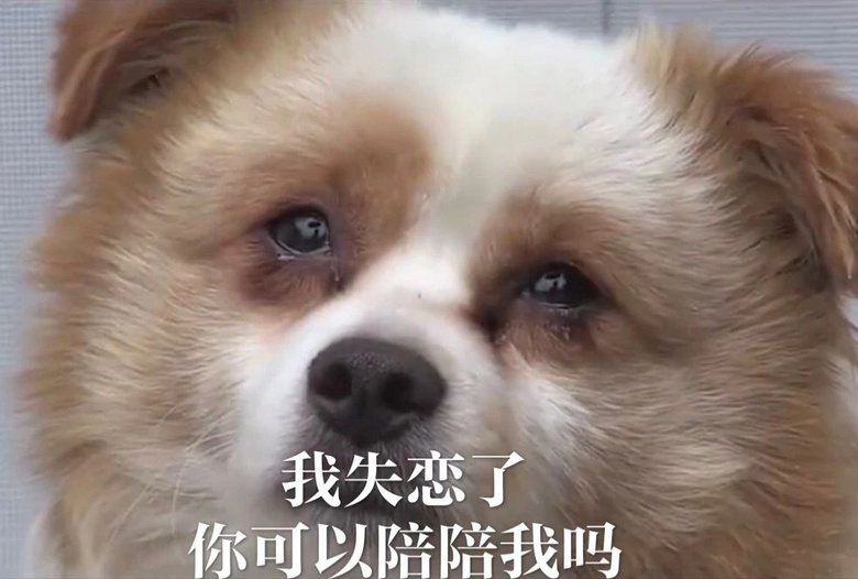 每只爱装可怜的狗，都是十足的“绿茶婊”……（内含精致表情包）