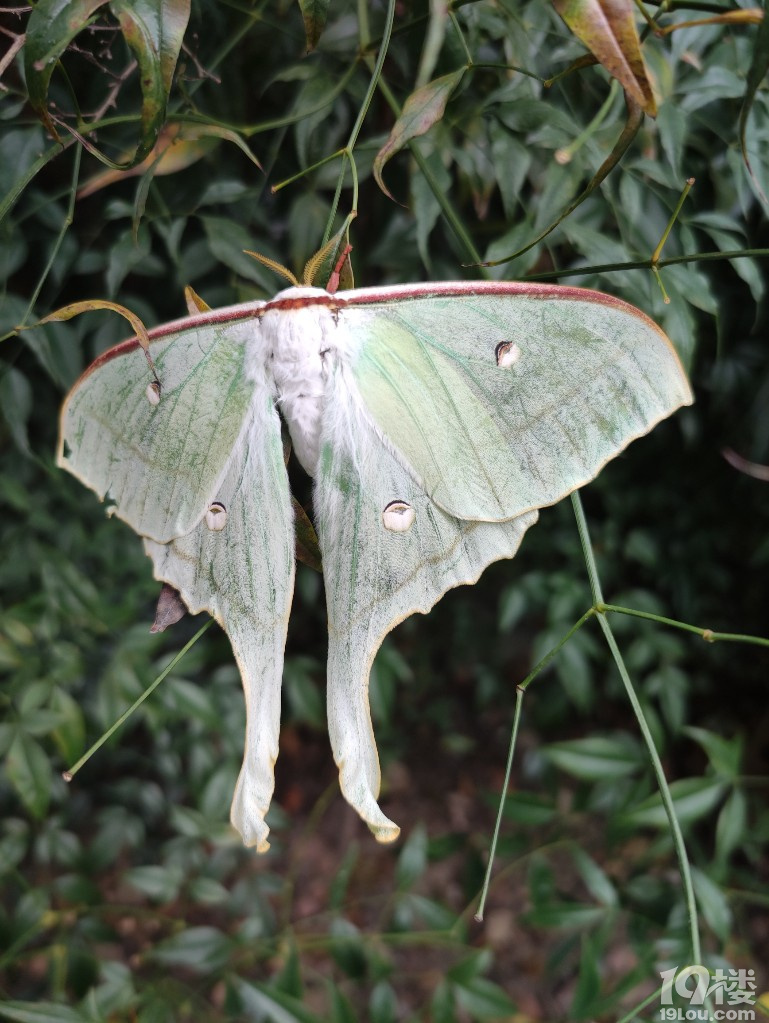 扑棱蛾子六连拍