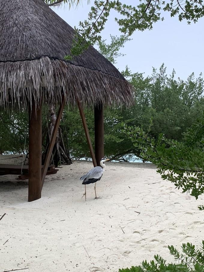 马尔代夫 hideaway神仙珊瑚岛 蜜月旅行小记录