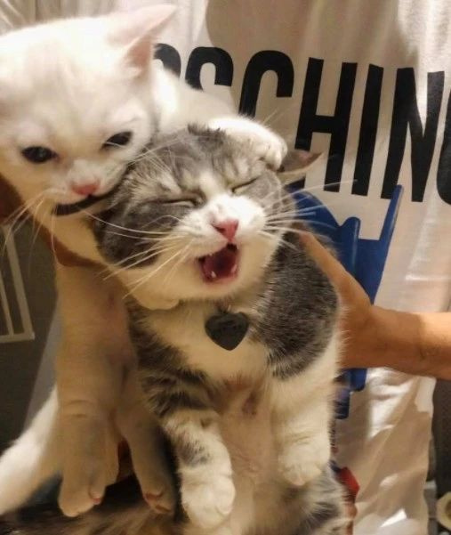 喵星小奶狗,短腿宋仲基!这只小奶猫太帅了啊啊啊!