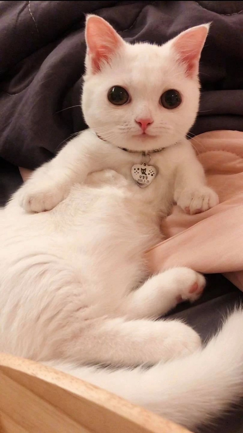 这只小奶猫太帅了啊啊啊!