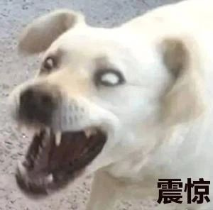 小偷換了件馬甲,看門(mén)狗狗竟以為是領(lǐng)導(dǎo)視察……