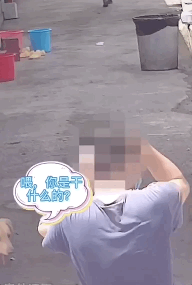小偷換了件馬甲,看門(mén)狗狗竟以為是領(lǐng)導(dǎo)視察……