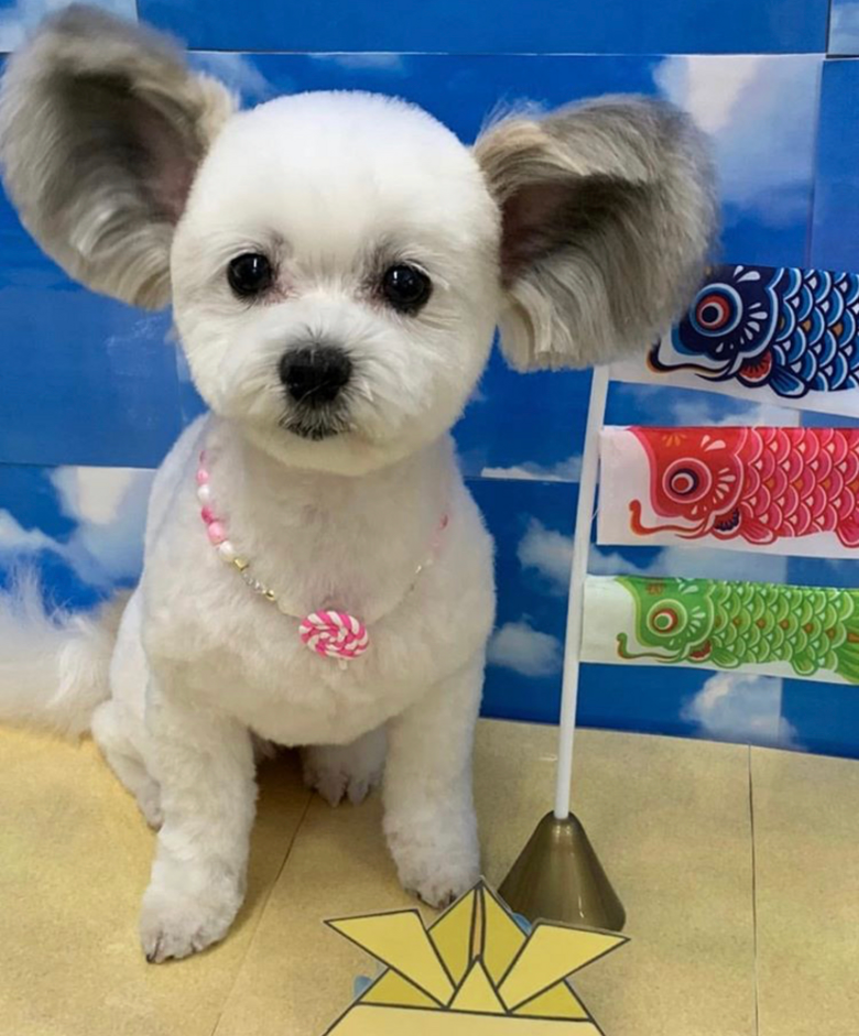 萌出血!长着一对米老鼠大耳朵的混血狗狗,也太可爱了吧!