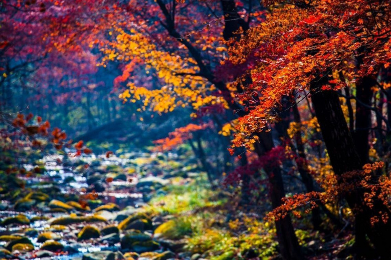 不出國(guó)賞最美楓葉大道,這個(gè)私藏賞秋地,國(guó)慶秋色正當(dāng)時(shí)!