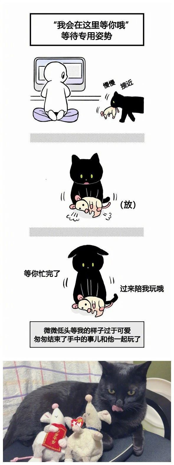 不懂就問:是不是所有的黑貓,都這么黏人?