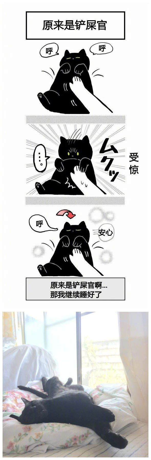 不懂就問:是不是所有的黑貓,都這么黏人?