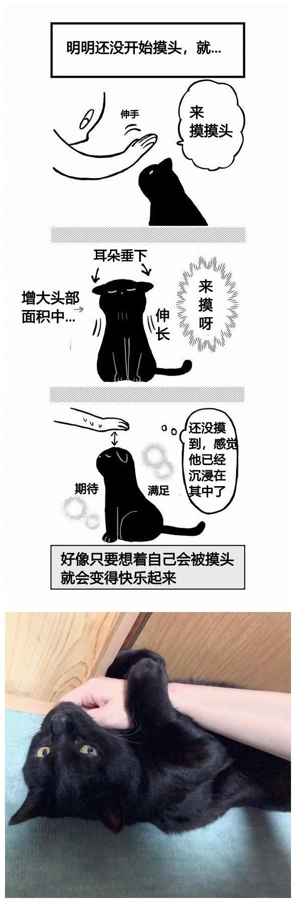 不懂就問:是不是所有的黑貓,都這么黏人?