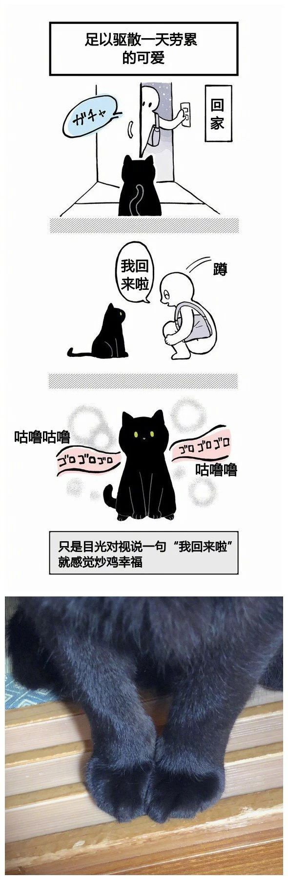 不懂就問:是不是所有的黑貓,都這么黏人?