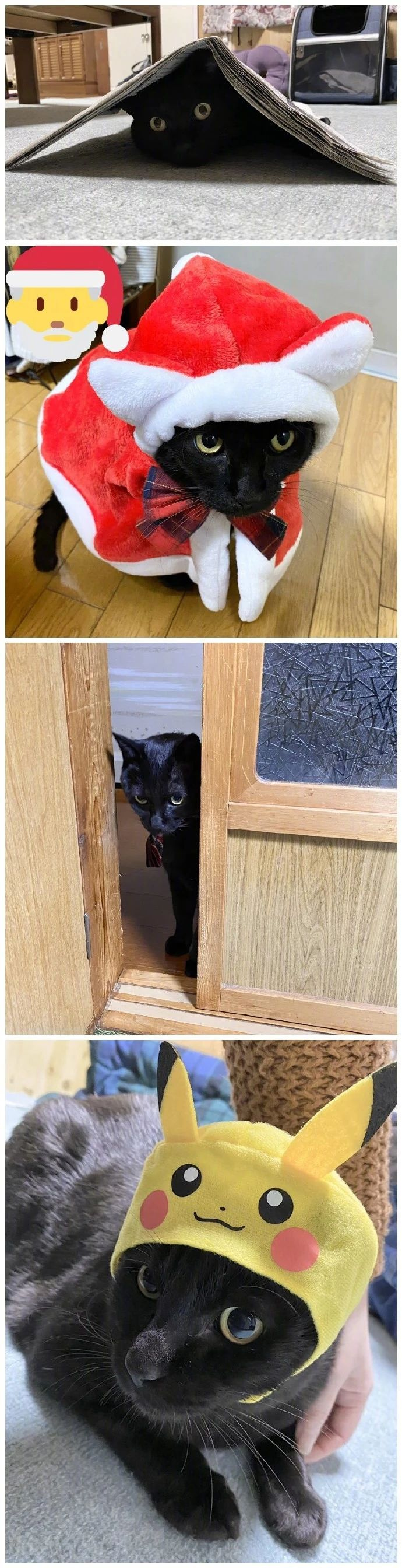 不懂就問:是不是所有的黑貓,都這么黏人?