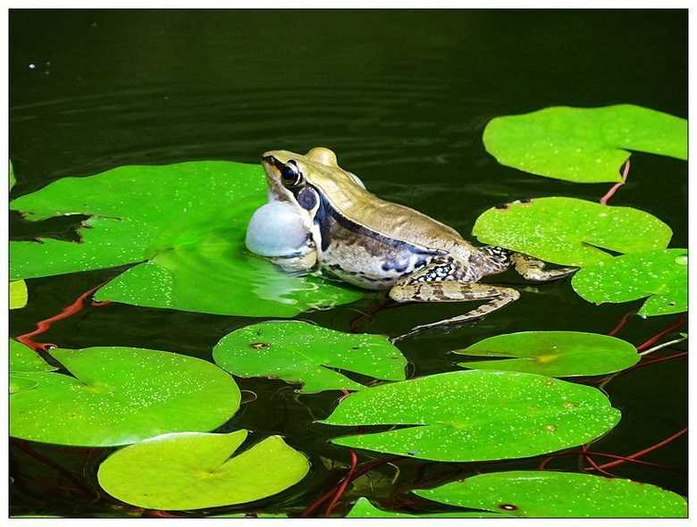 莲花池里的蛙声