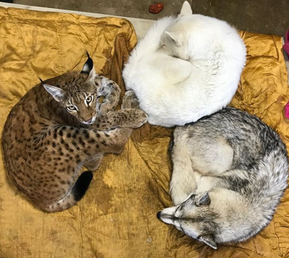 想养猫,又担心家里狗欺负猫,俄罗斯情侣干脆养了两只猞猁