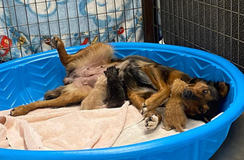 狗宝宝们因难产身亡,为了不让狗妈妈伤心,动保组织决定