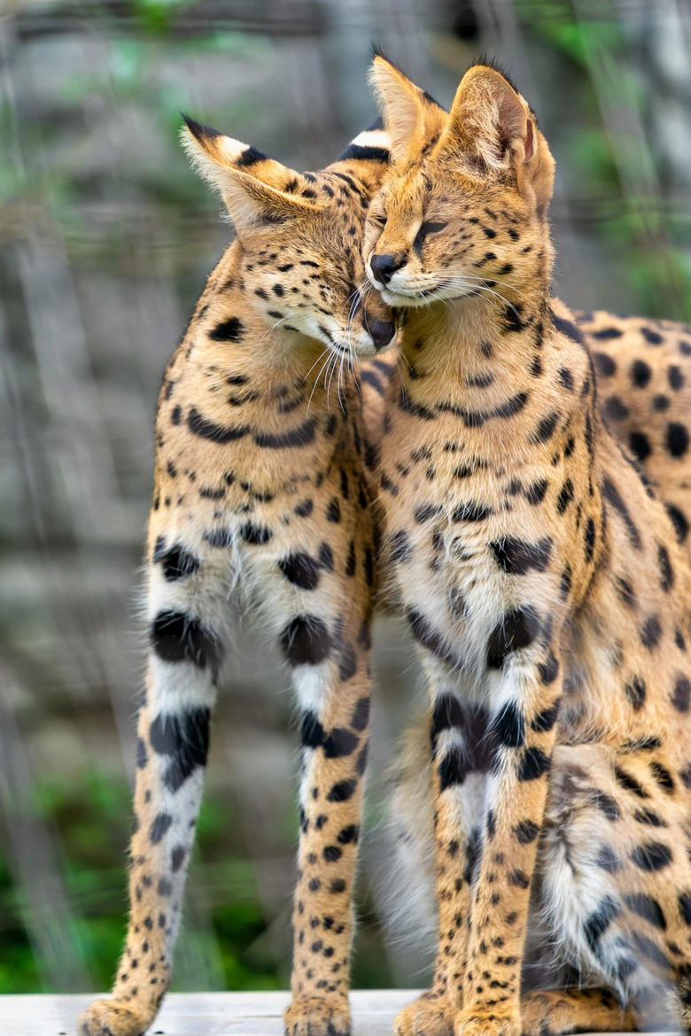 摄影师抓拍薮猫秀恩爱,网友们却被别的东西吸引了