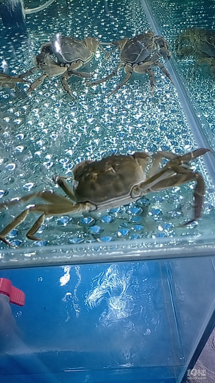 时刻准备好了哈 大闸蟹开始准备养殖水缸了哈!欢迎您来坐一坐!
