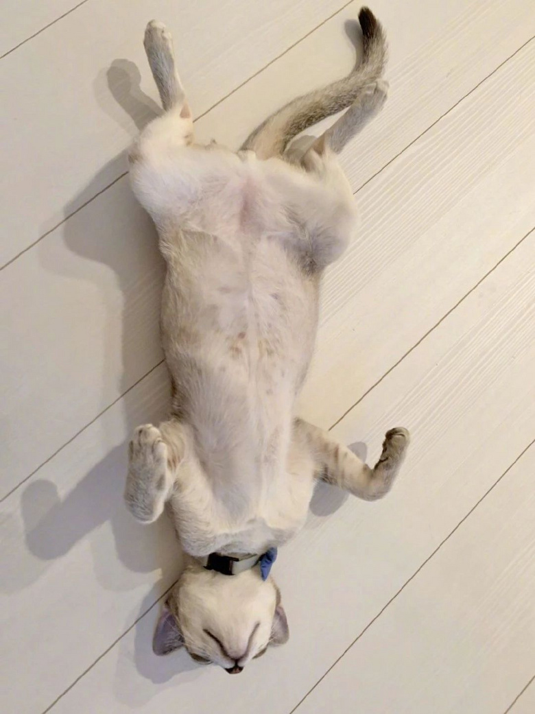 "妈!这只躺着的猫勾走了我的魂!