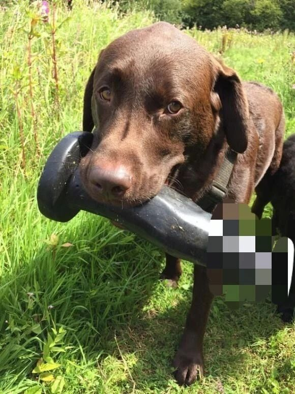 狗子叼回来一个奇怪的物体我感觉自己摊上事儿了