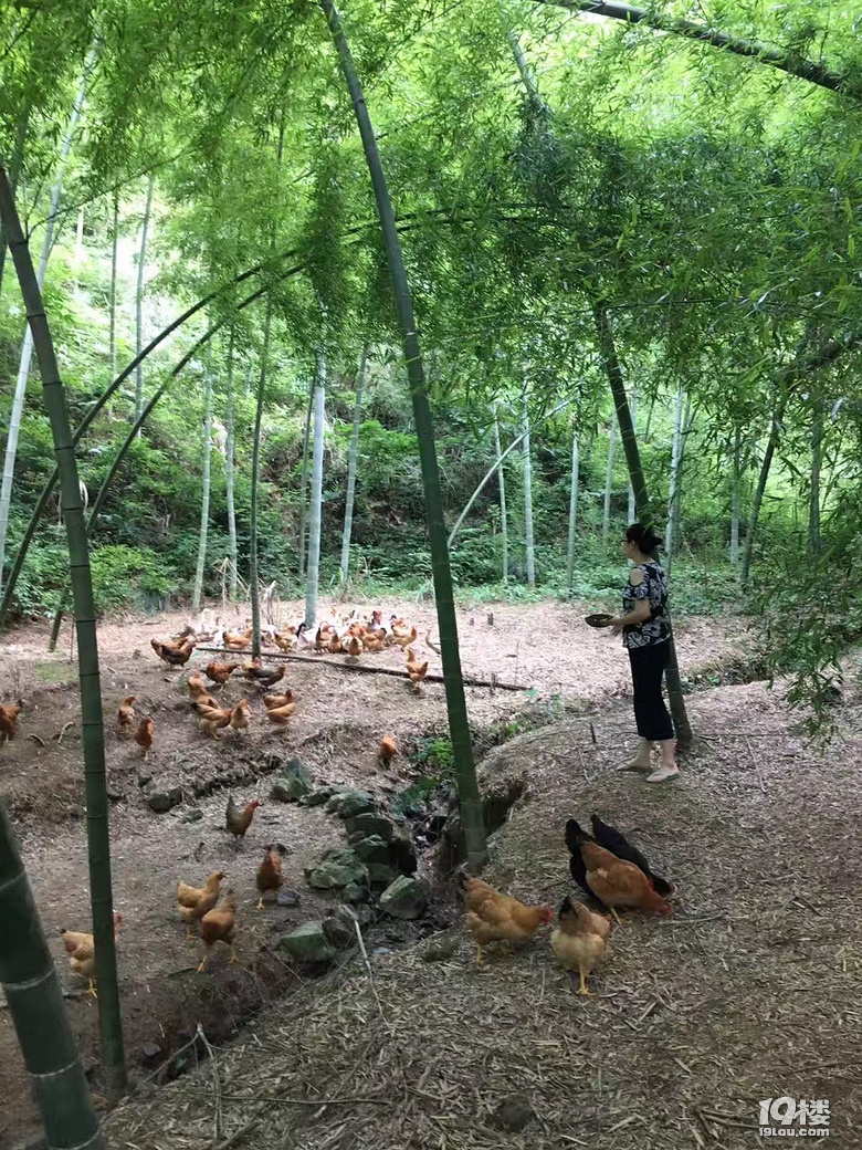 大山里的农家小院