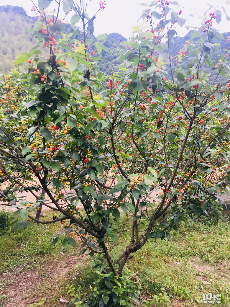 大山里的农家小院