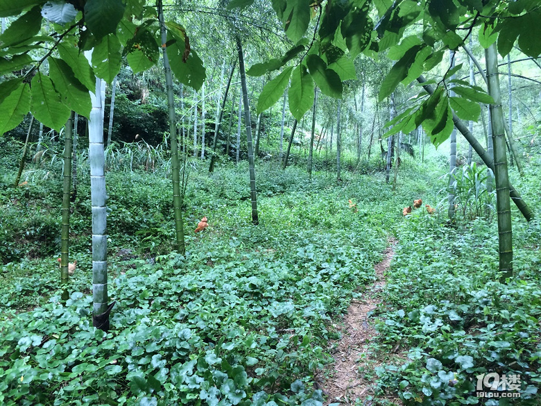 大山里的农家小院