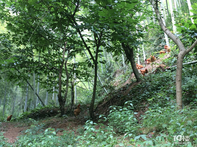 大山里的农家小院