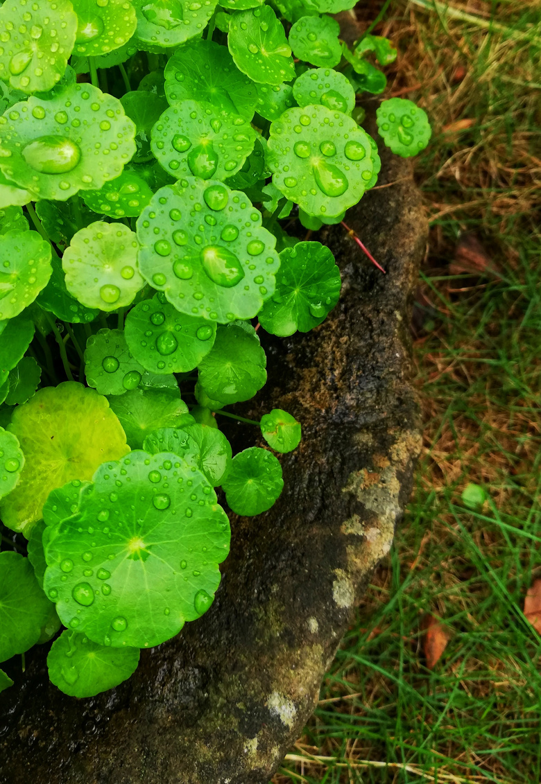 秋雨中的铜钱草