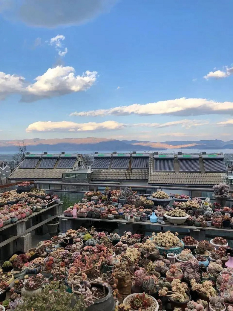 80后夫妻卖房来大理,养30万盆多肉,造6000㎡花园,美哭