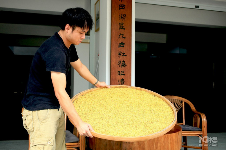 一年一度的桂花九曲紅茶開始制作了,中秋家聚怎少的了它