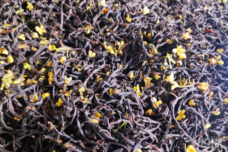 一年一度的桂花九曲紅茶開始制作了,中秋家聚怎少的了它