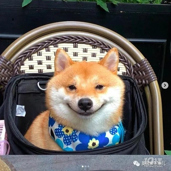 一只永远咧嘴傻乐的柴柴,看看它的脸,一天的坏心情都没啦!