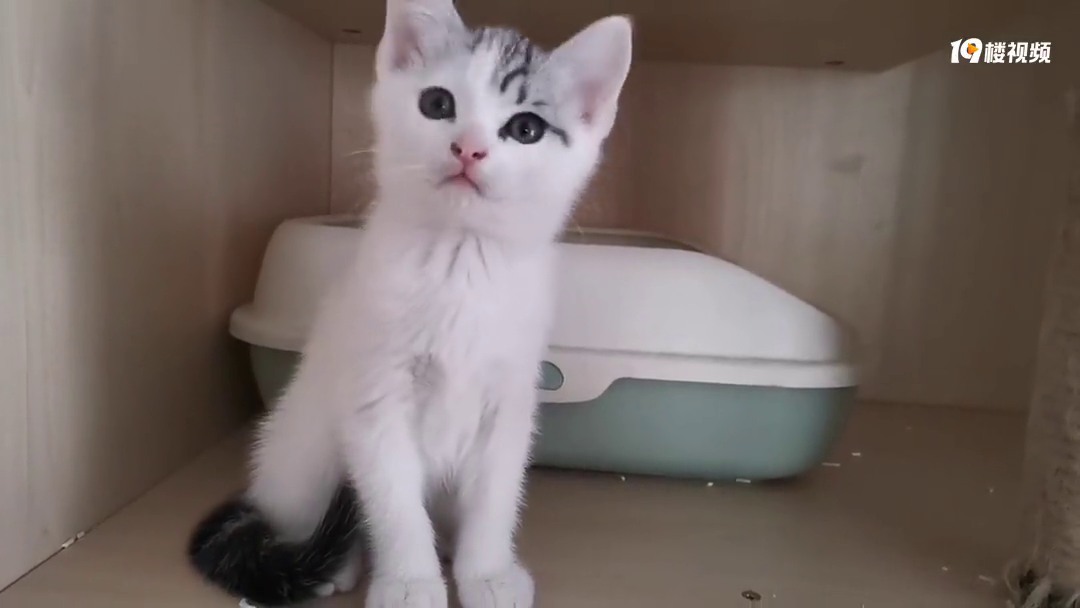 美短梵文弟弟～甜美可爱